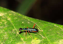 Слика од Neocollyris (Stenocollyris) arnoldi (W. S. MacLeay 1825)