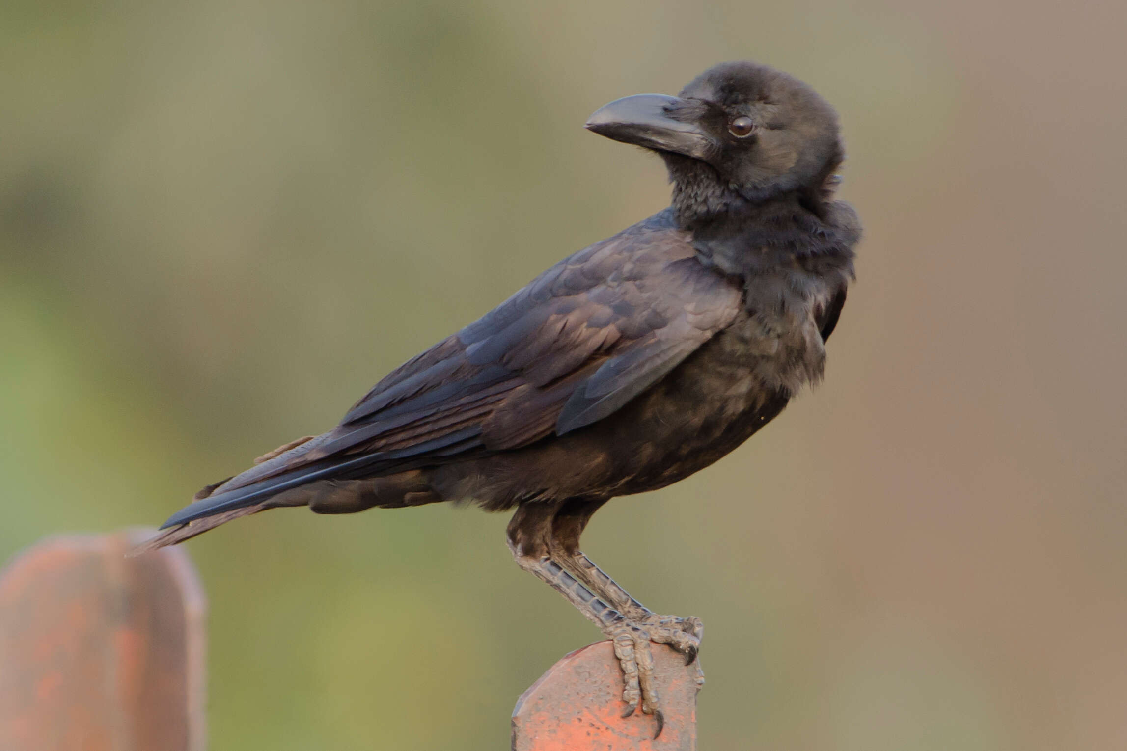 Imagem de Corvus culminatus Sykes 1832