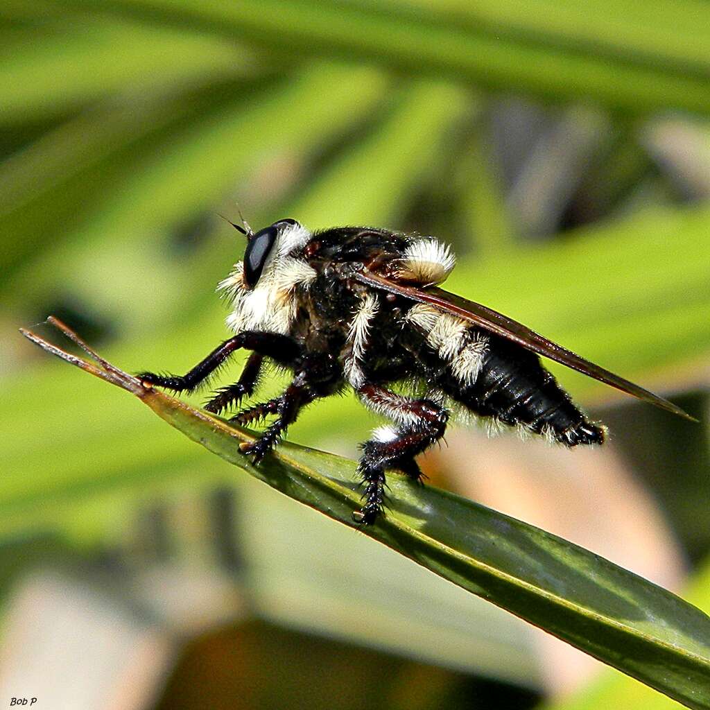 Image of Southern Bee Killer