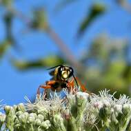 Image of Great Golden Digger Wasp