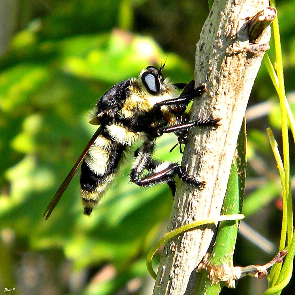 Image de Mallophora