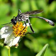 Image de Ammophila procera Dahlbom 1843