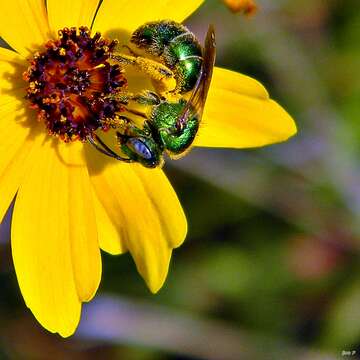 صورة Augochloropsis Cockerell 1897