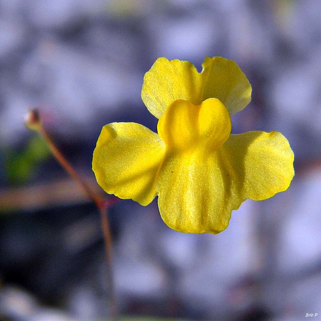 Image of Zigzag bladderwort