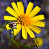 Image of coastal plain honeycombhead