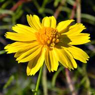 Image of coastal plain honeycombhead