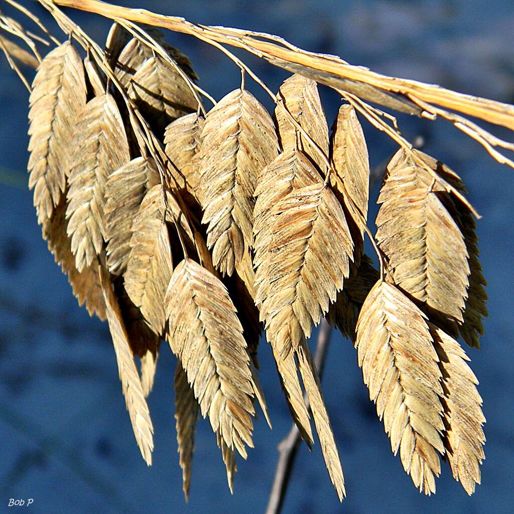 صورة Uniola paniculata L.