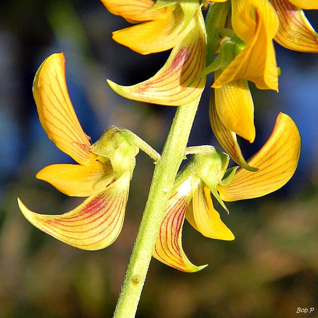 Image of smooth rattlebox