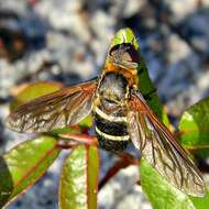 Image of Exoprosopa fasciata Macquart 1840