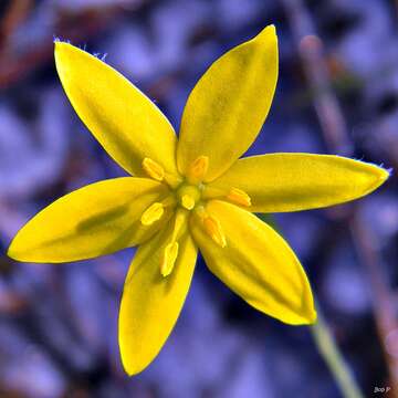 Image of fringed yellow star-grass