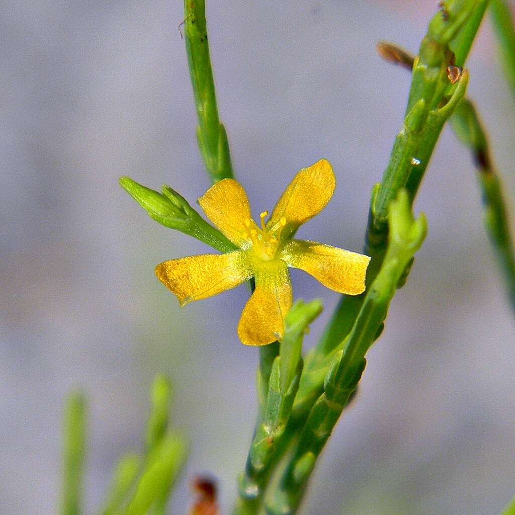 Plancia ëd Hypericum gentianoides (L.) Britton, E. E. Sterns & Poggenb.