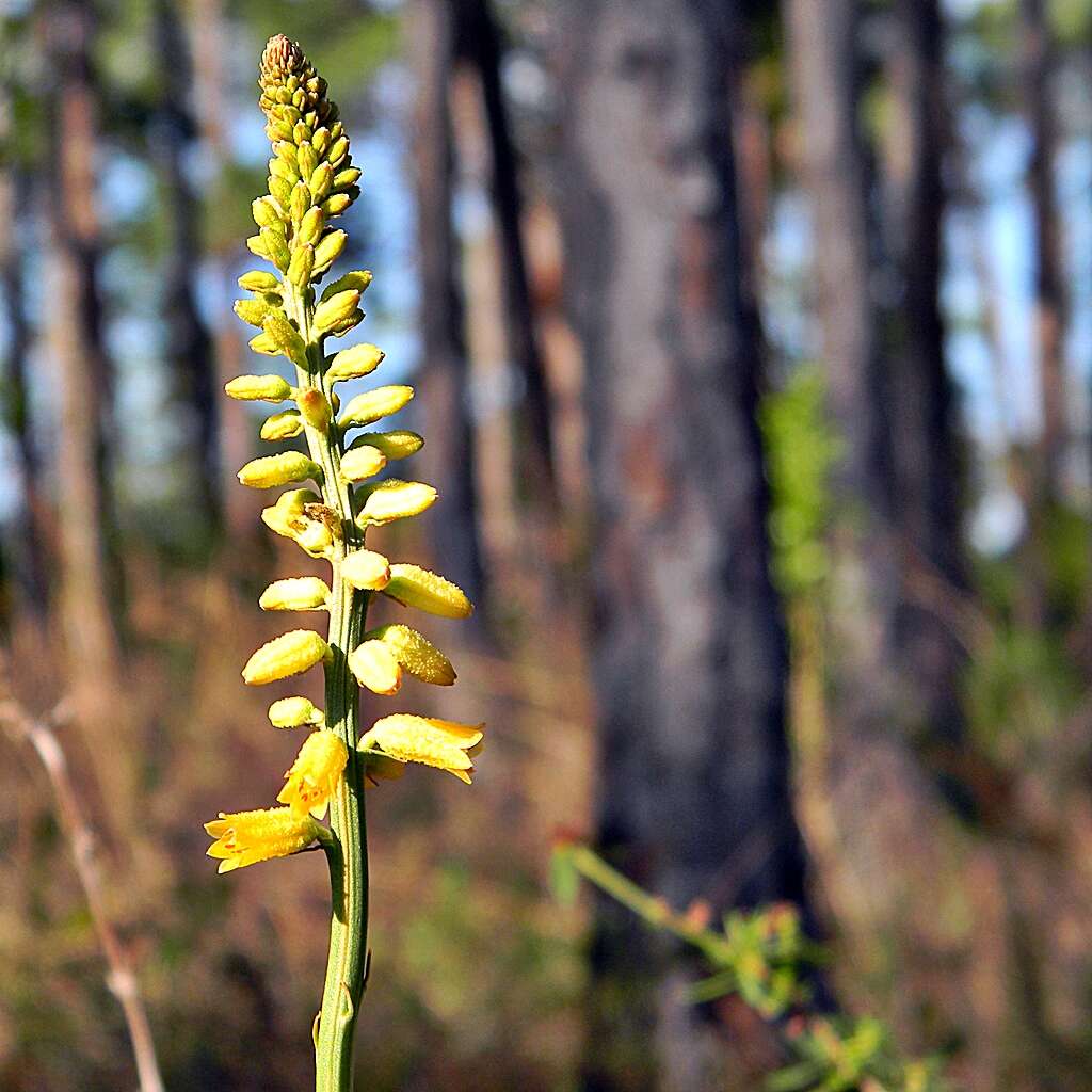 Image of yellow colicroot