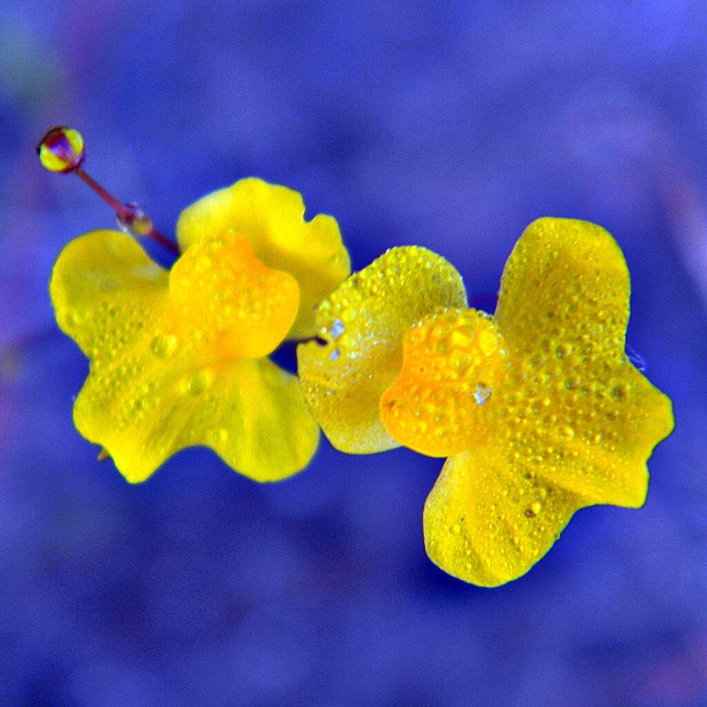 Image of Zigzag bladderwort