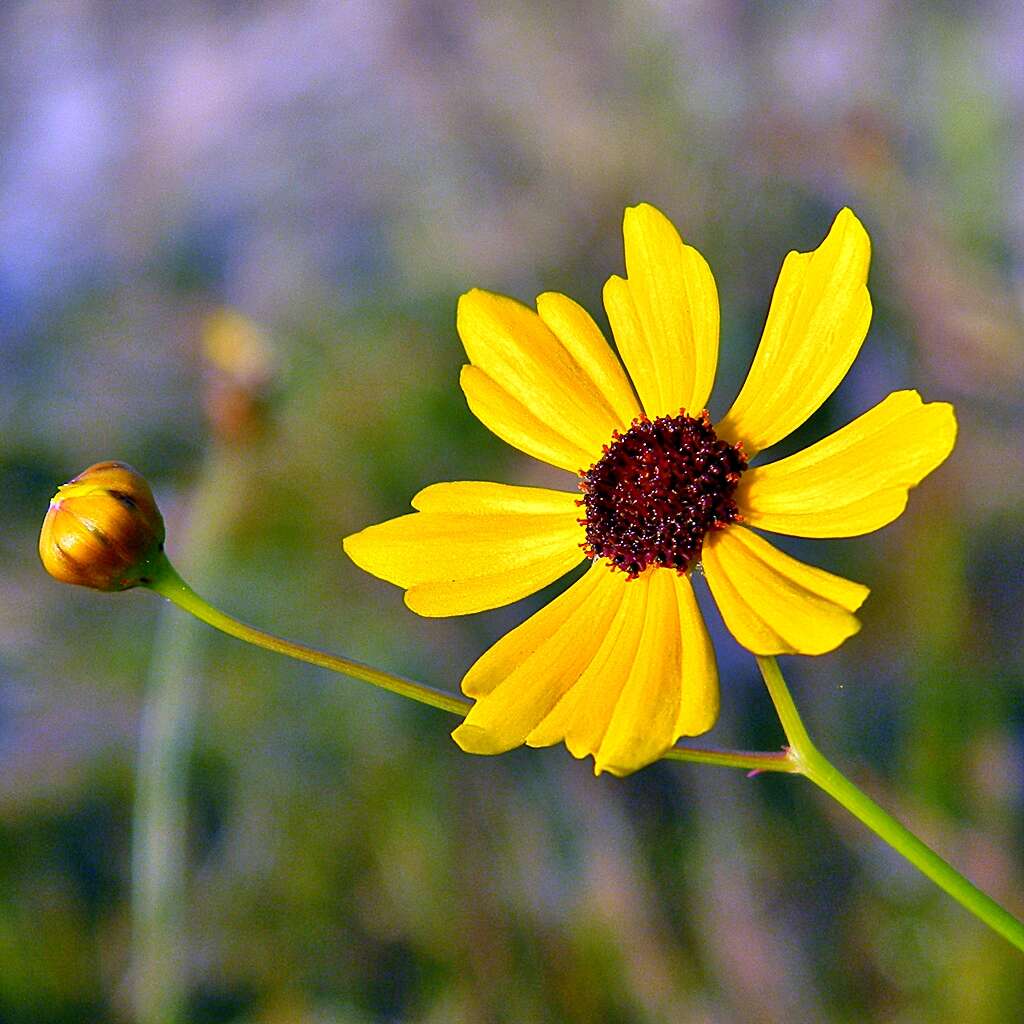 Image of Leavenworth's tickseed