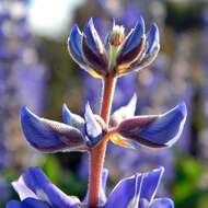 Image of Oak Ridge Lupine