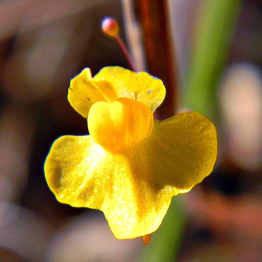 Image of Zigzag bladderwort