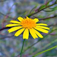 Image of coastal plain honeycombhead