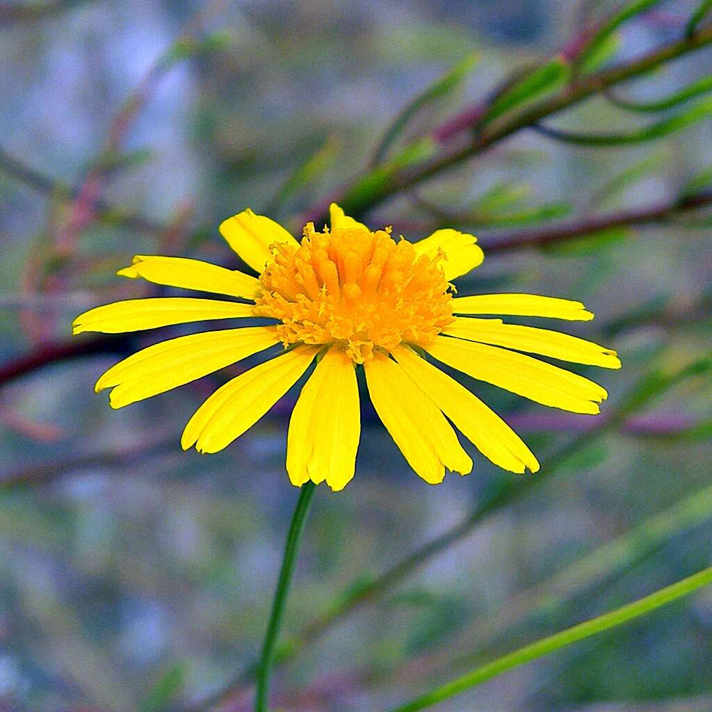 Image of coastal plain honeycombhead