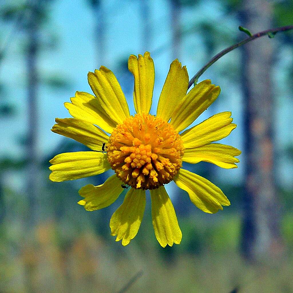 Image of coastal plain honeycombhead