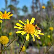 Image of coastal plain honeycombhead