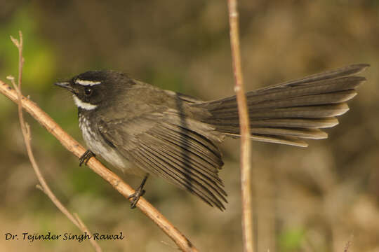 Image of White-spotted Fantail