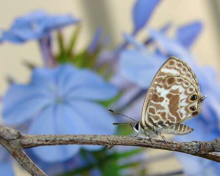 Image of Leptotes plinius