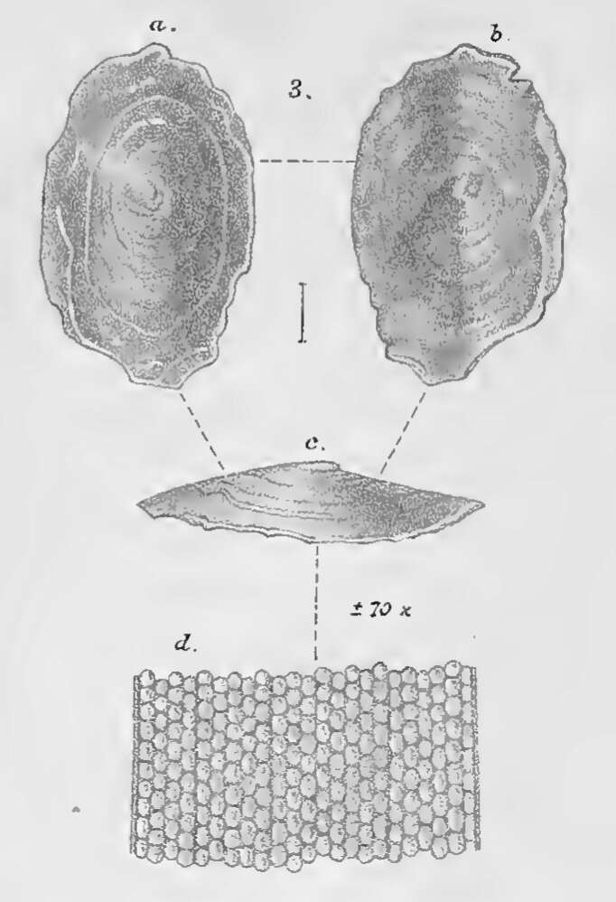 Image of Pseudococculina Schepman 1908
