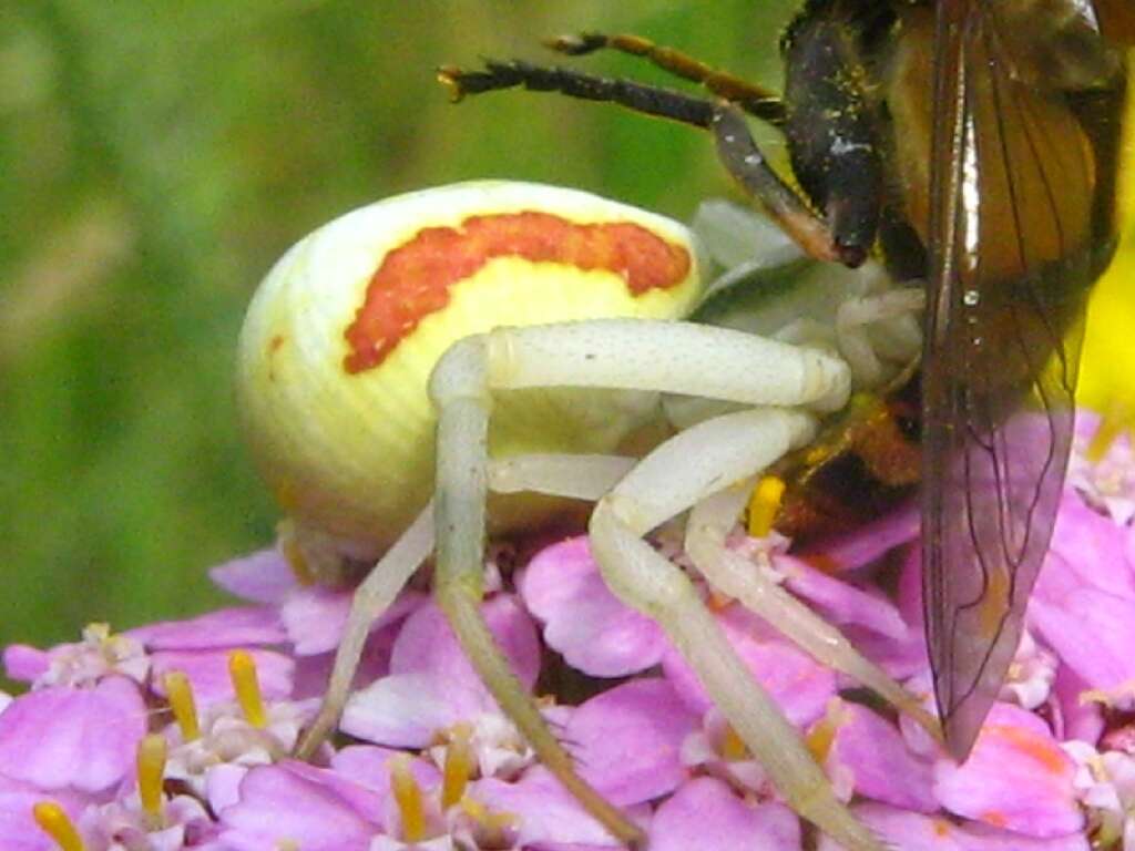 Image of Marsh Hoverfly