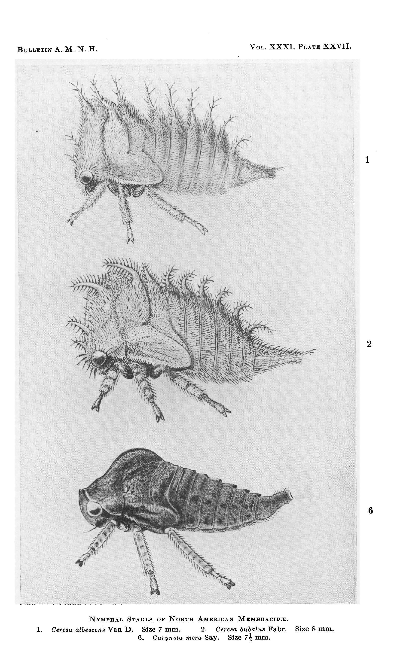 Image of Ceresa albescens