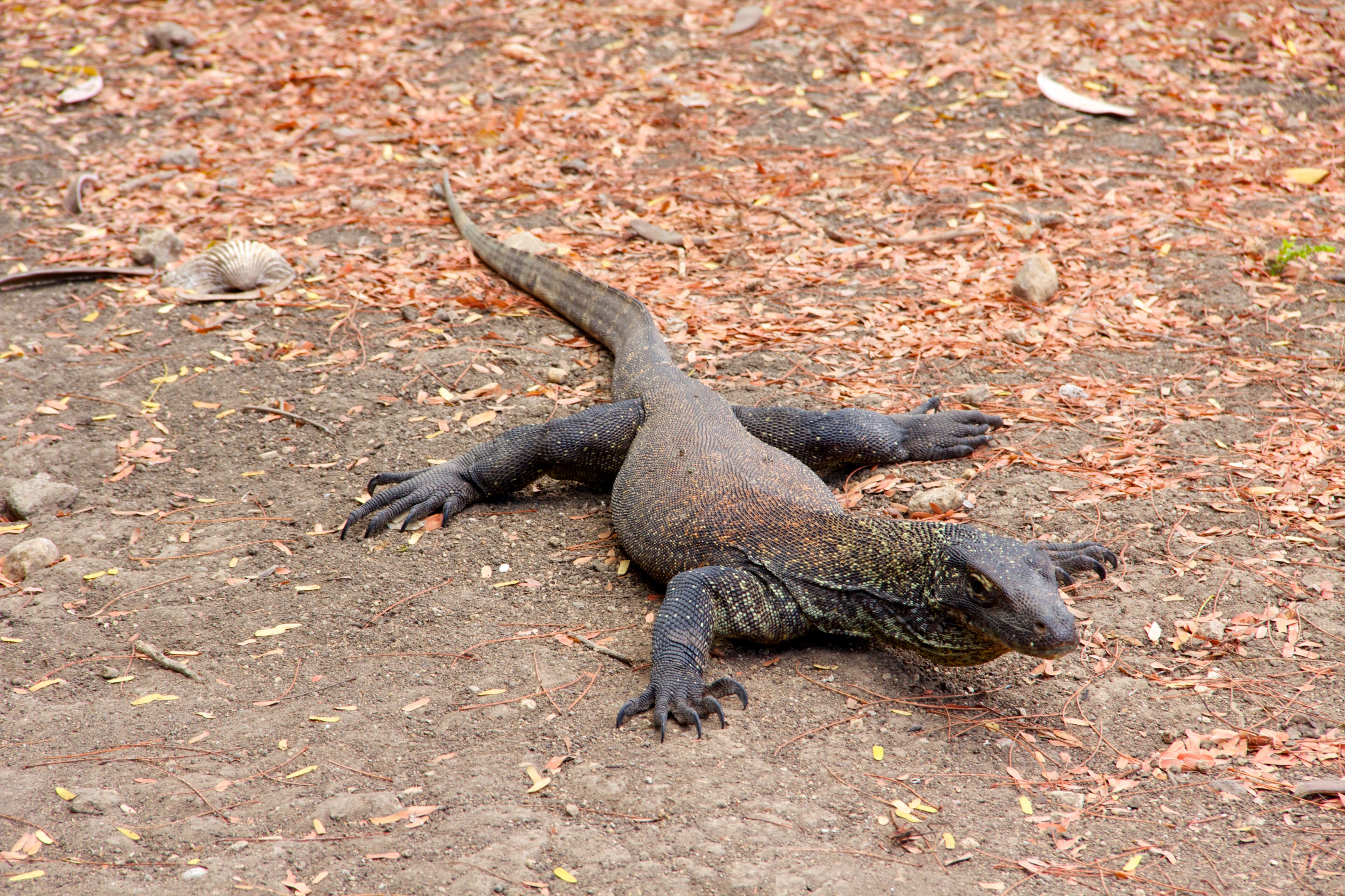 Image of Komodo Dragon