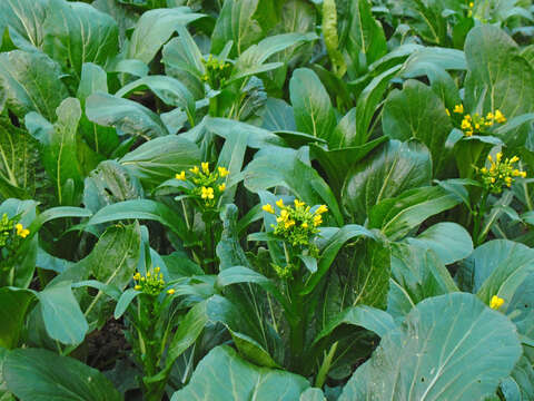 Image of Brassica rapa var. parachinensis