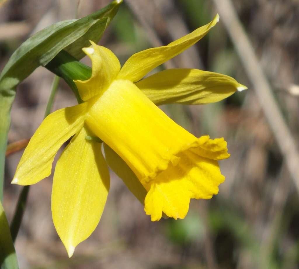 Image of Narcissus pseudonarcissus subsp. nevadensis (Pugsley) A. Fern.
