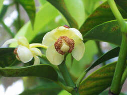 Image of Garcinia macrophylla Mart.