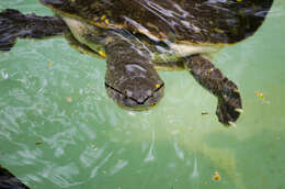Image of Hilaire’s Side-necked Turtle