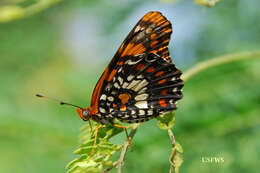 Image of Puerto Rican Checkerspot