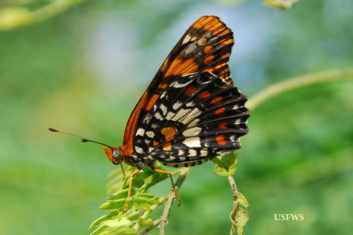 Image of Puerto Rican Checkerspot