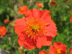 Image of Geum coccineum Sibth. & Sm.