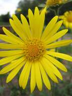 Doronicum plantagineum L. resmi