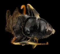 Imagem de Hylaeus hyalinatus Smith 1842