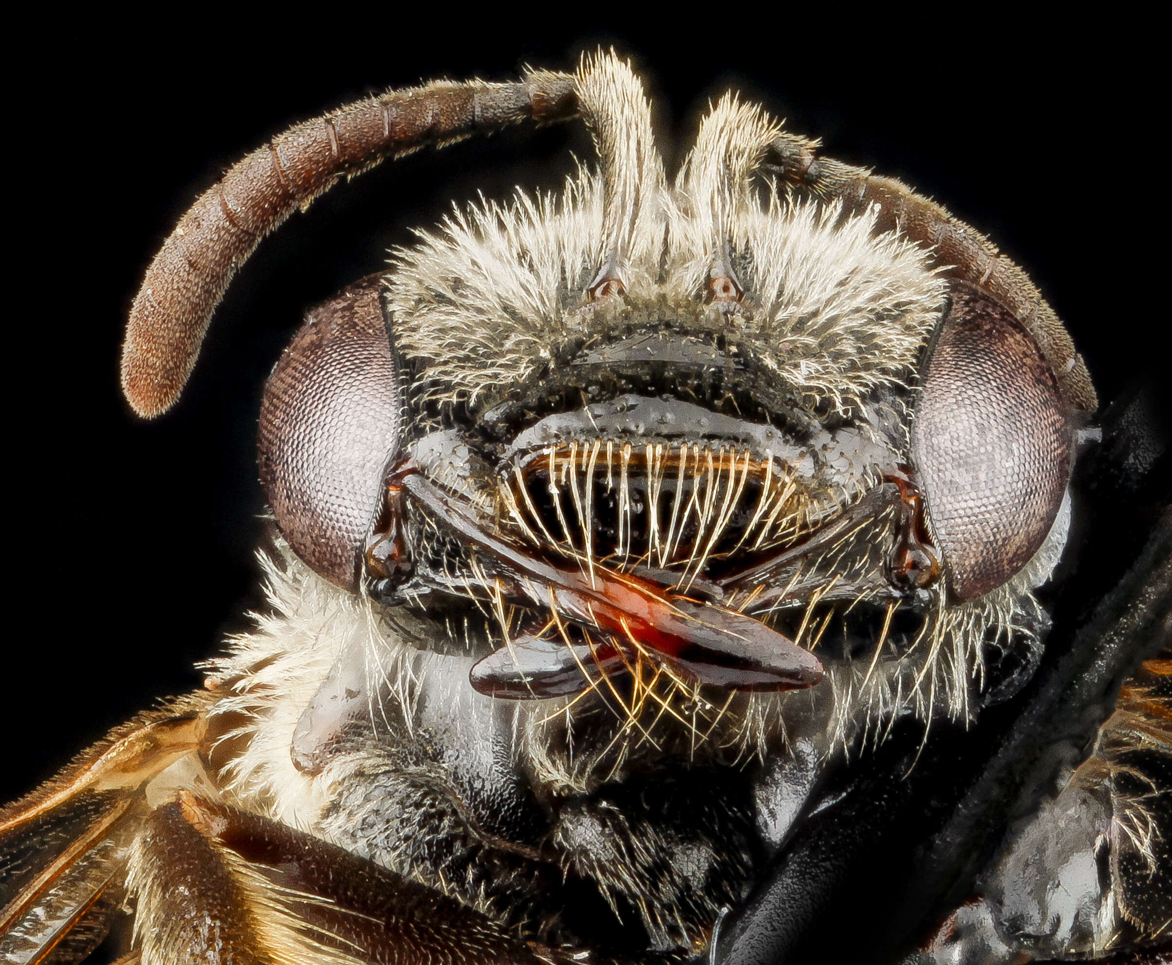 Plancia ëd Lasioglossum oenotherae (Stevens 1920)