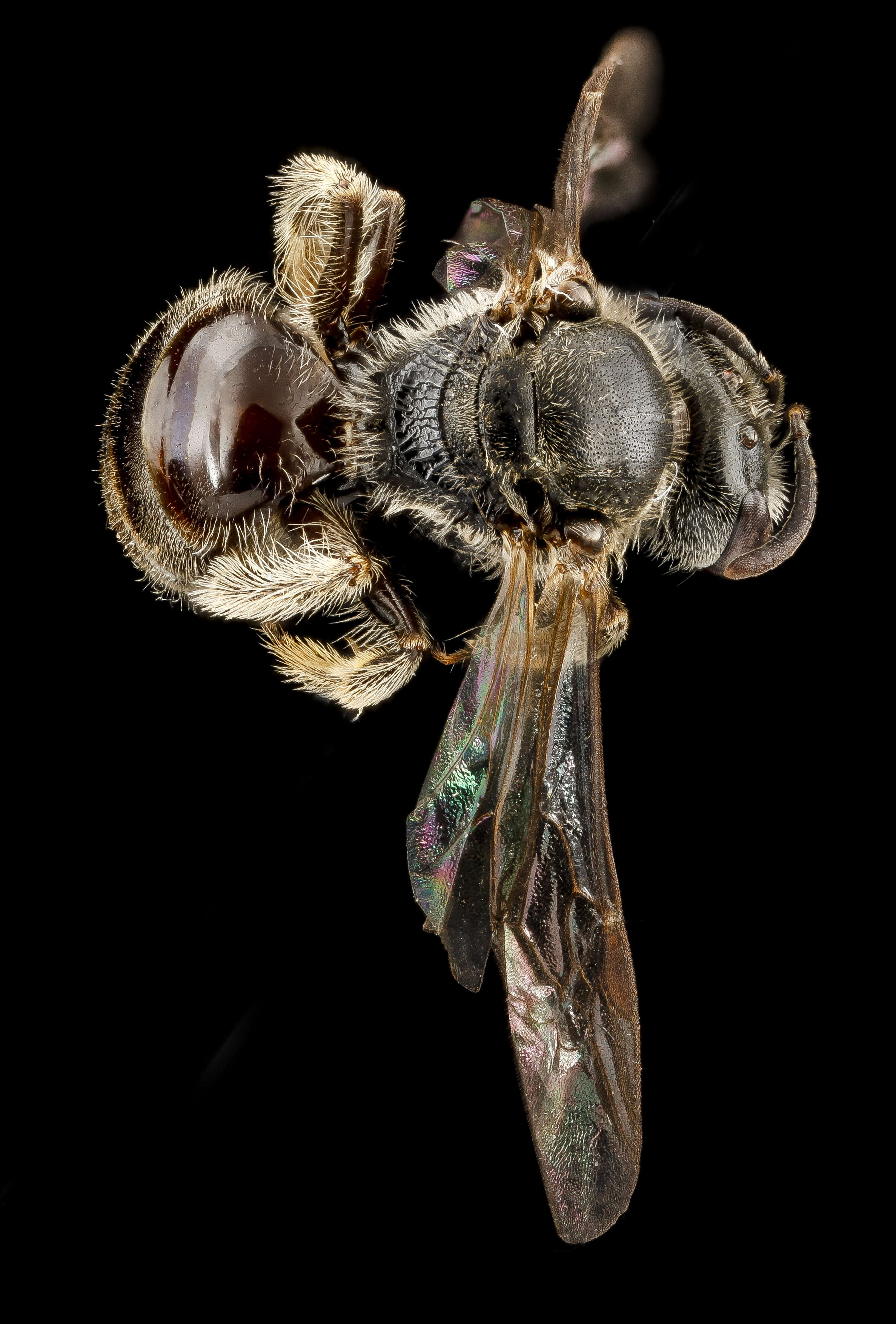 Plancia ëd Lasioglossum oenotherae (Stevens 1920)