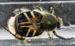 Image of Flower chafer