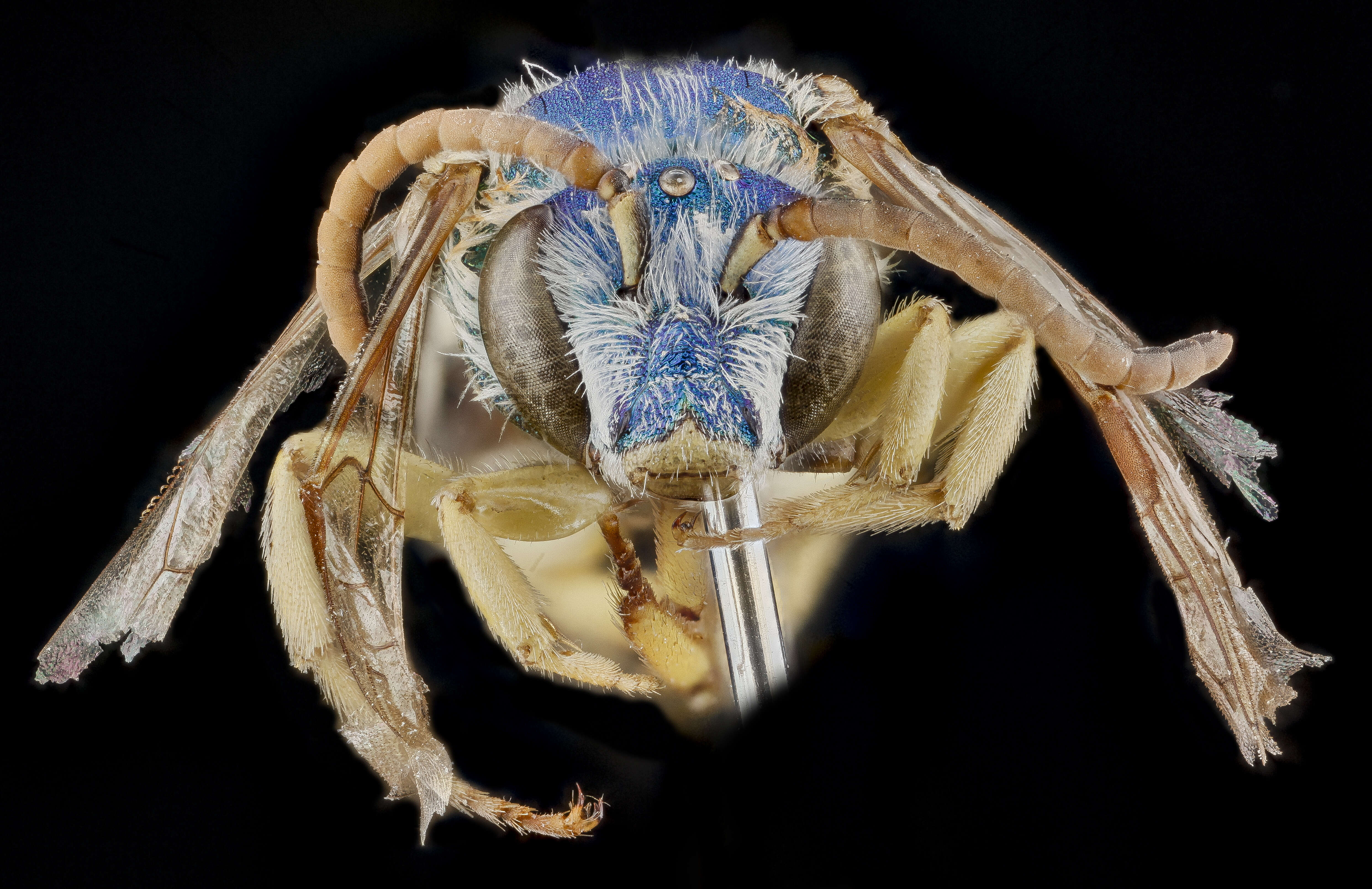 Image of Colorado Agapostemon