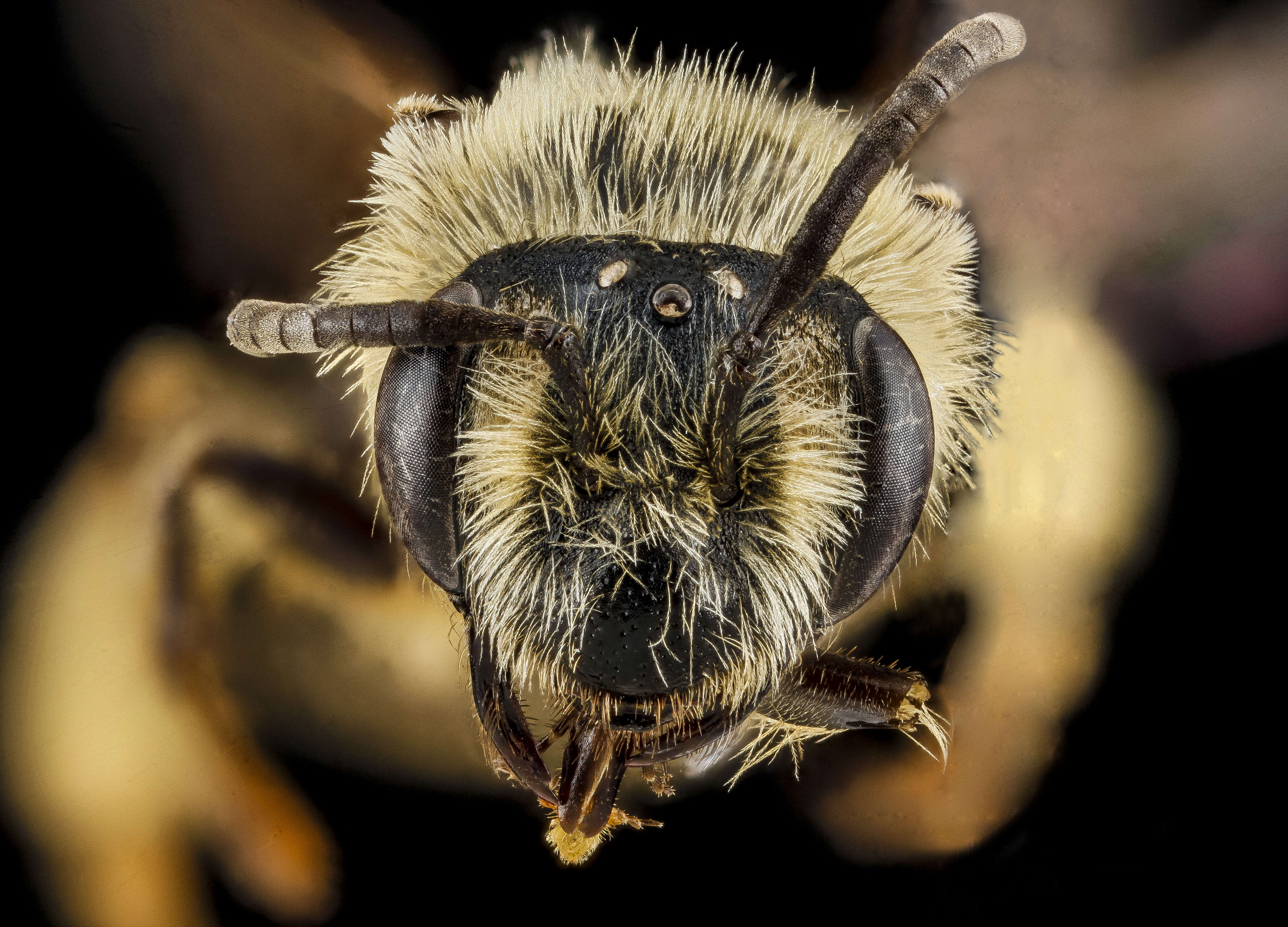 Image of Andrena bisalicis Viereck 1908