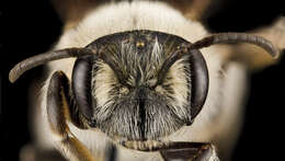 Image of Barbara's Andrena