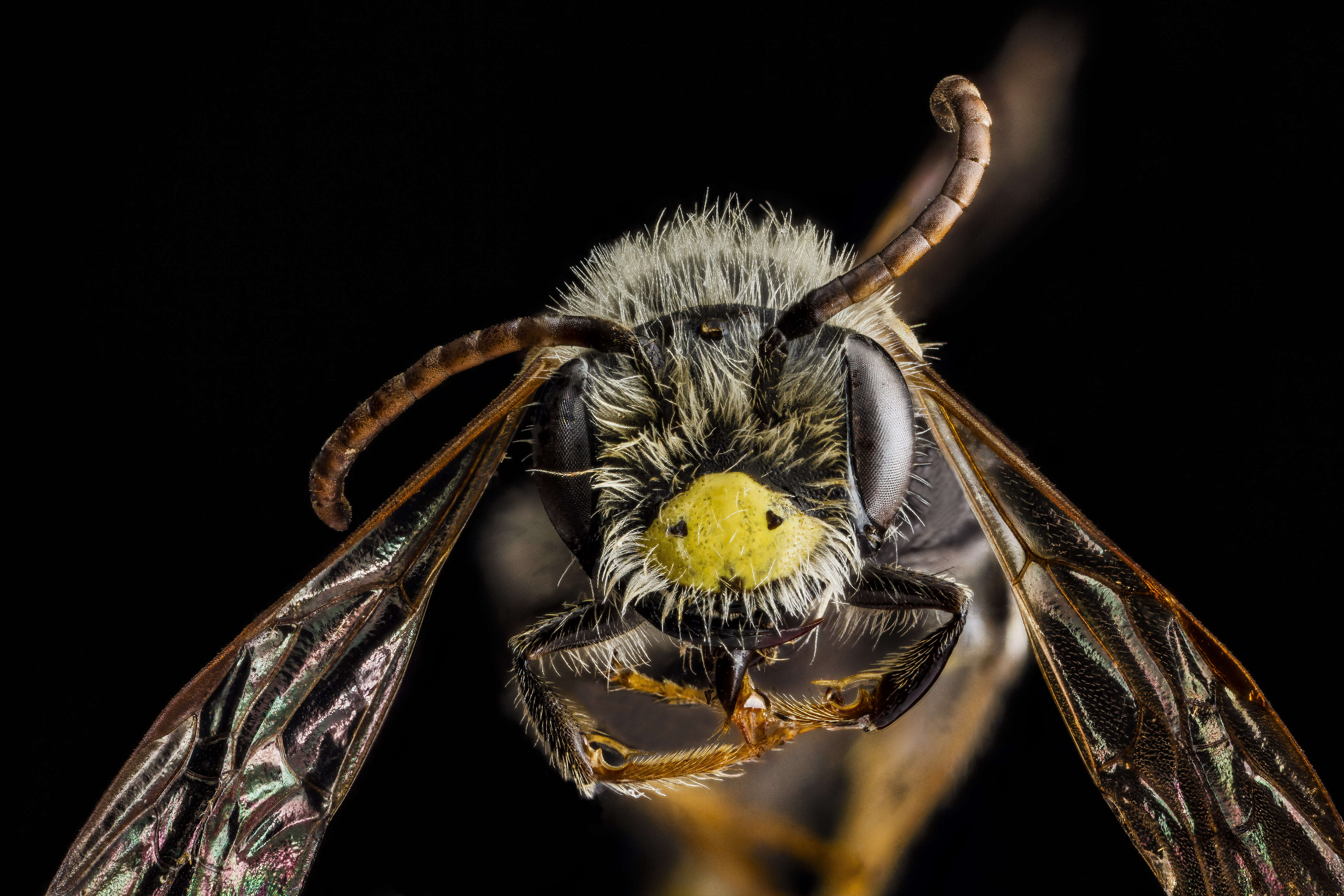 Image of Banks' Andrena