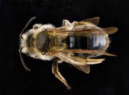 Image of Barbara's Andrena