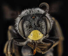 Image de Andrena aliciae Robertson 1891