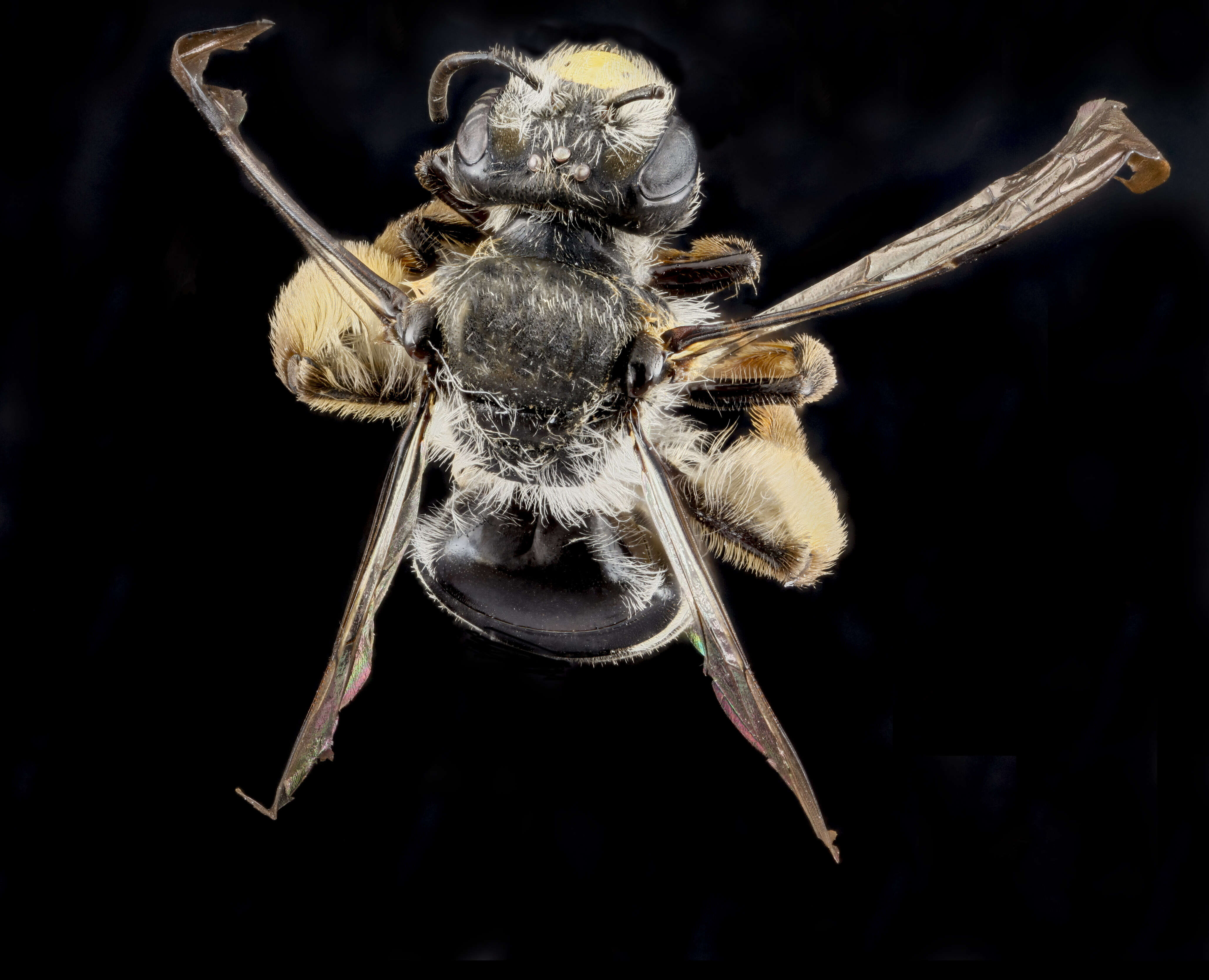 Image de Andrena aliciae Robertson 1891