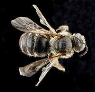 Lasioglossum leucozonium (Schrank 1781)的圖片